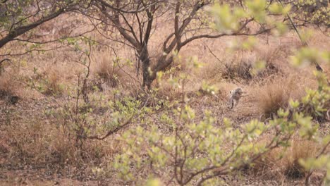 Mono-Vervet-Corriendo-Y-Saltando-En-La-Sabana-Africana