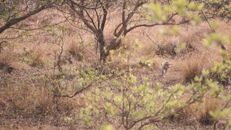 mono vervet corriendo y saltando en la sabana africana