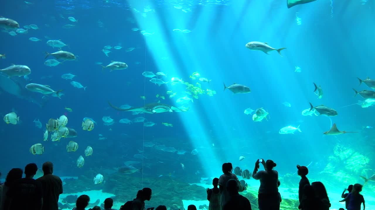 방문객들은 수족관 2에서 물고기 상어와 만타 가오리로 가득 찬 거대한 수중 탱크를 배경으로 윤곽을 그리고 있습니다.