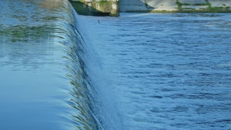 carp cypriniformes leaping upsteam river weir