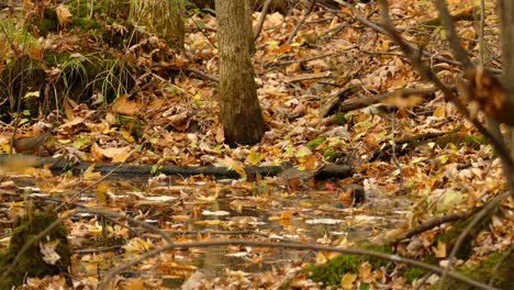 black capped chikadee bathing, washing body in pond water in autumn leaves forest