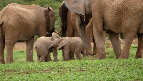 two small baby african elephants playfully nudge each other under the watchful eye of the huge adult elephants surrounding them