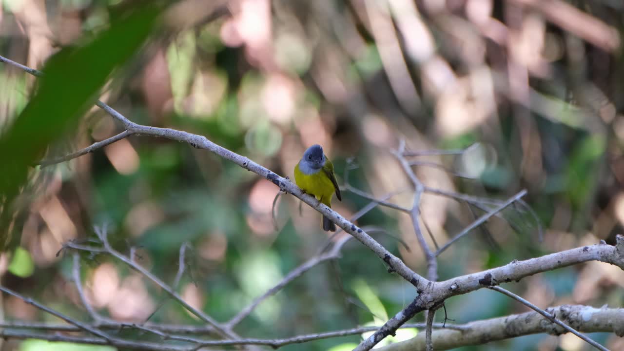 papamoscas canario de cabeza gris, culicicapa ceylonensis, descansando en una rama y mirando alrededor