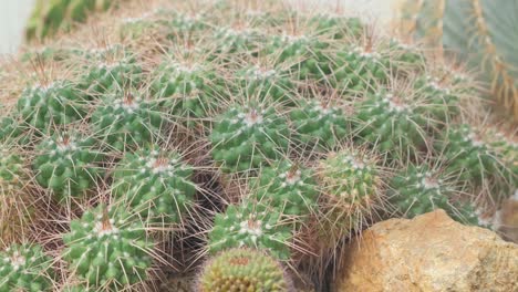 closeup of small spiky green cacti succulents closeup of small spiky green cacti succulents droughtresistant plants of tropical latitudes