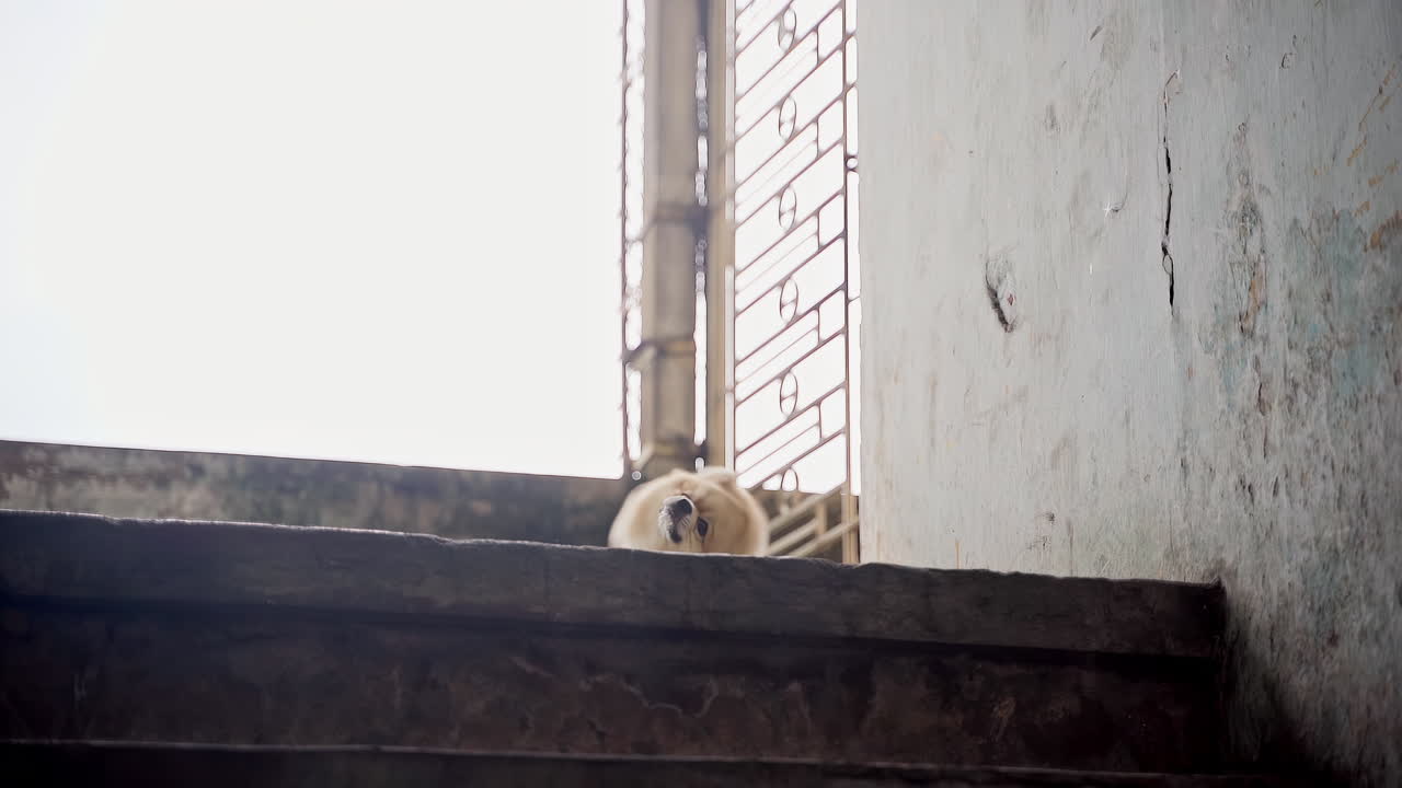 슈퍼 귀여운 솜털 혈통 포메라니안 스피츠 개