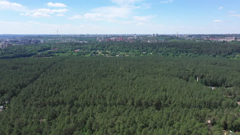 AERIAL:-Flying-Towards-City-Above-Green-Pine-Forest-with-Blue-Sky-in-the-Background