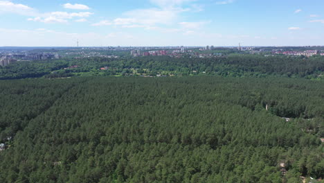 aéreo: volando hacia la ciudad sobre un bosque de pinos verdes con cielo azul en el fondo