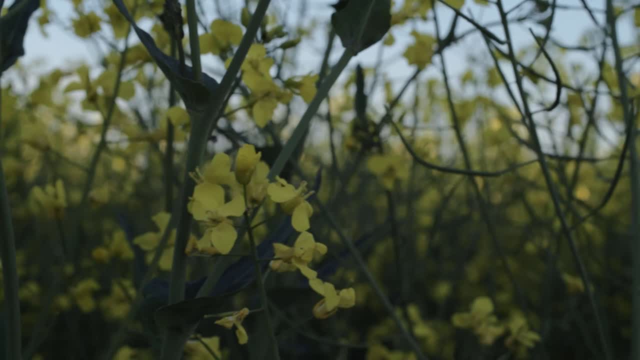 Rapeseed flowering crops close up panning shot
