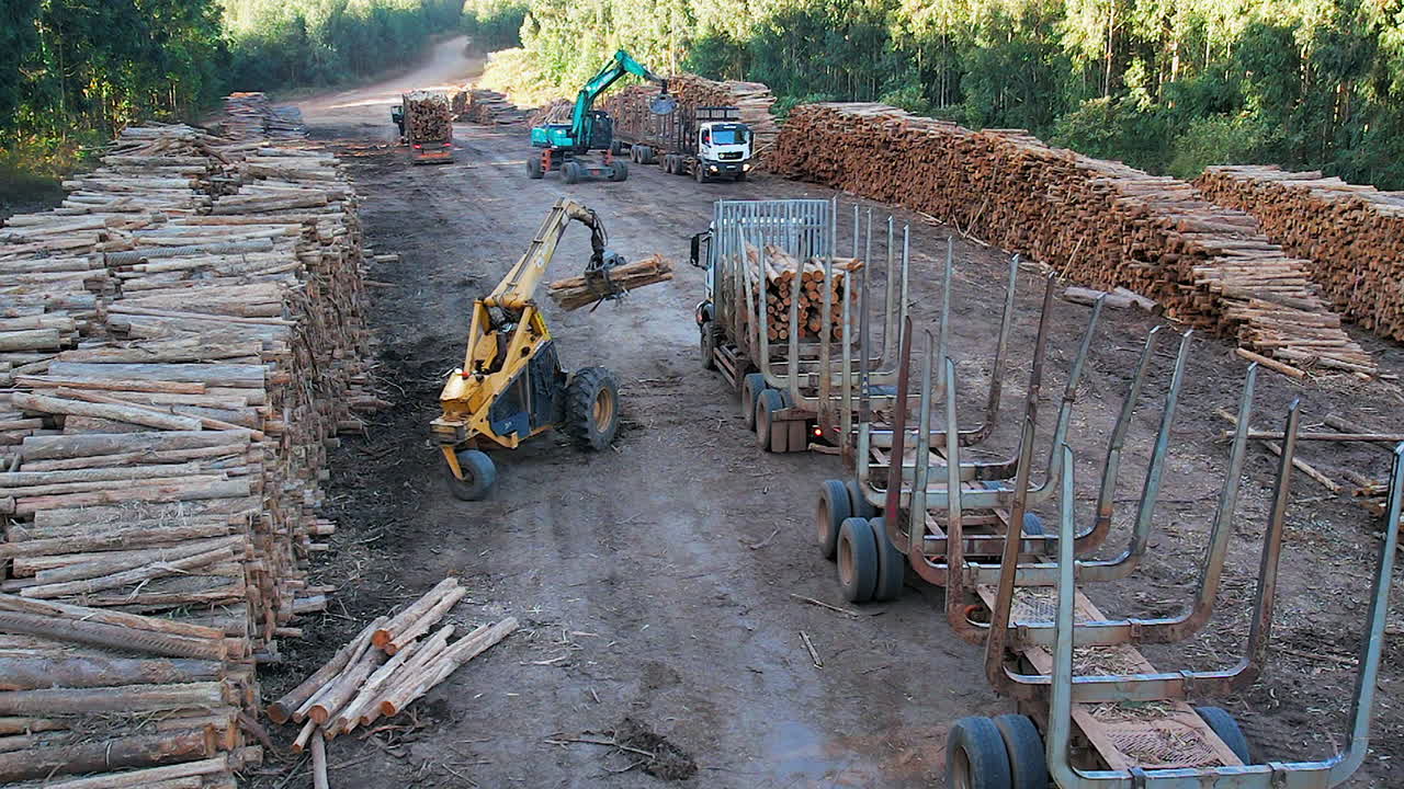 At logging forestry landing, truck is loaded with logs with boom