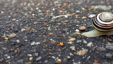 Hyperlapse-Der-Schnecke,-Die-Auf-Dunklem-Felsigem-Weg-Mit-Muschel-Auf-Dem-Rücken-Kriecht