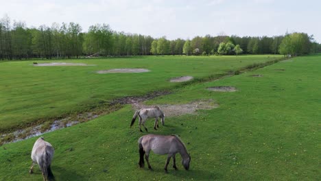 Caballos-Salvajes-Y-Vacas-Auroxen-Corriendo-En-El-Campo-Del-Parque-Nacional-De-Pape,-Letonia