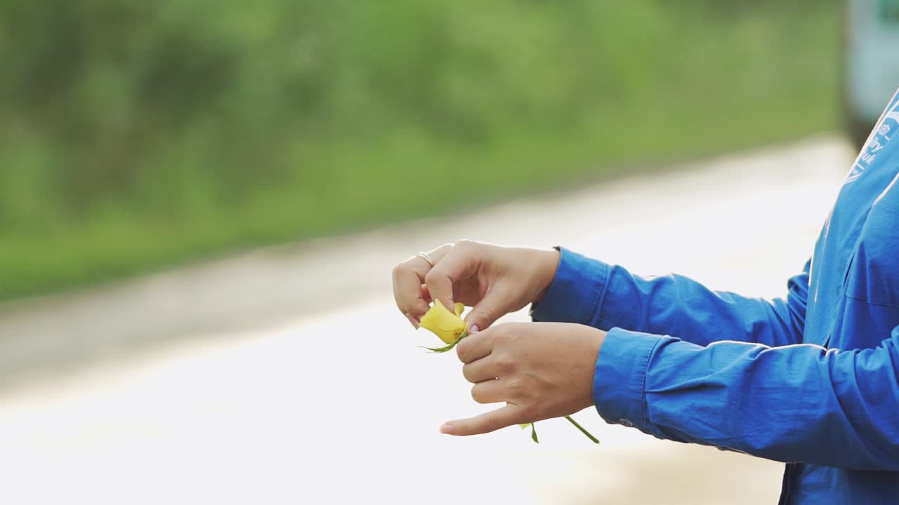 Female hands tearing off petals of a yellow rose. Slow motion.
