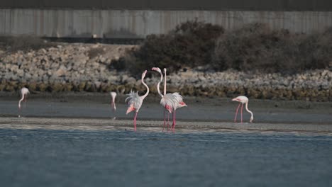 aves migratorias de invierno flamencos mayores vagando en los remansos del mar poco profundo durante la marea baja con el fondo de la ciudad - bahrein