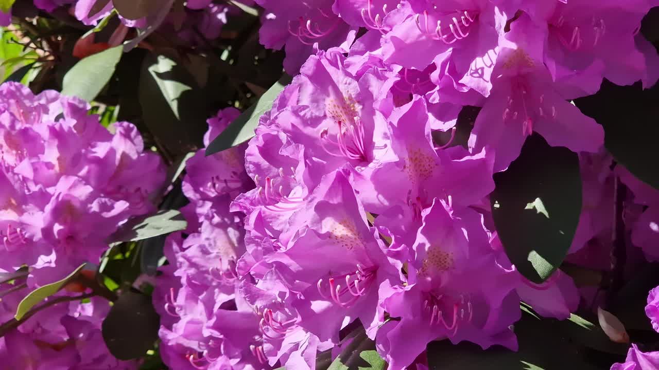 rhododendron ponticum는 약한 바람에 분홍색을  ⁇ 는 일반적인 rhododendron 식물로 알려져 있습니다.