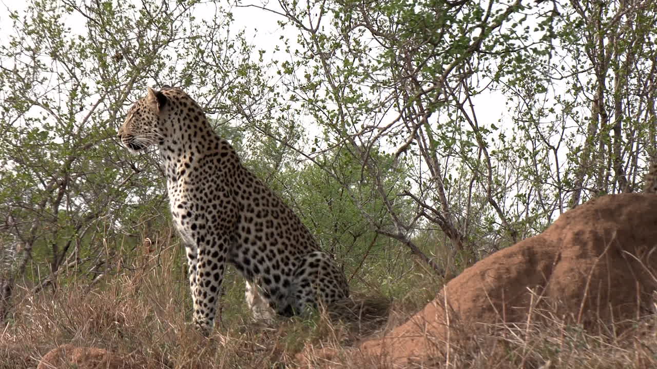 un cachorro de leopardo se frota amorosamente contra su madre antes de salir a explorar