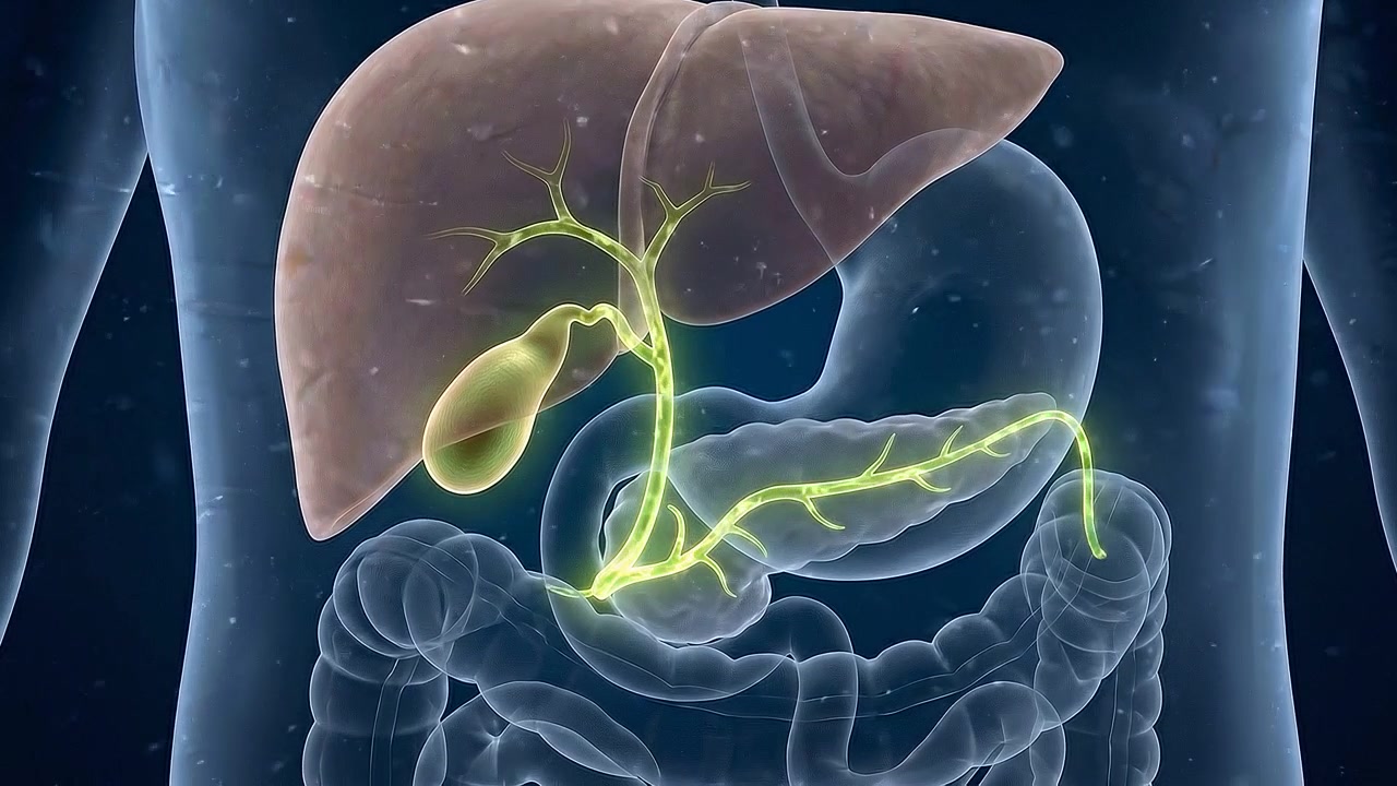 Liver gallbladder and bile ducts highlighted inside transparent abdomen