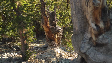 View of ancient bristlecone pine trees and white rock with sunlight in forest, California, United States