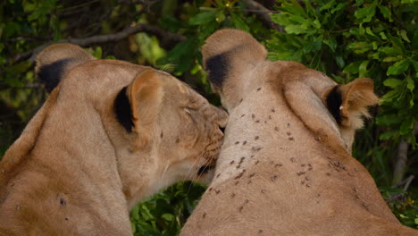 Leonas-Acicalándose-Amorosamente;-Safari-En-áfrica