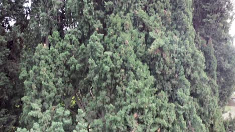 afghanistan's ancient himalayan cypress