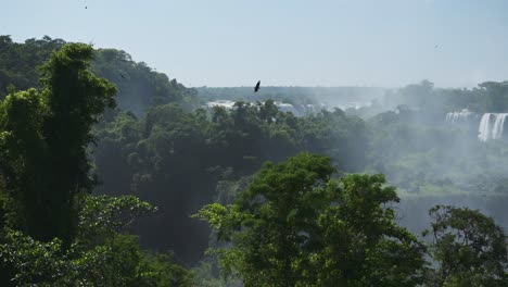 Beautiful-Bright-Jungle-View-with-Amazing-Wild-Birdlife-Flying,-Distant-Waterfalls-in-Colourful-Argentinian-Rainforest,-High-Above-Angle-Looking-in-Forest-Horizon,-Sunny-Conditions-in-Iguazu-Falls