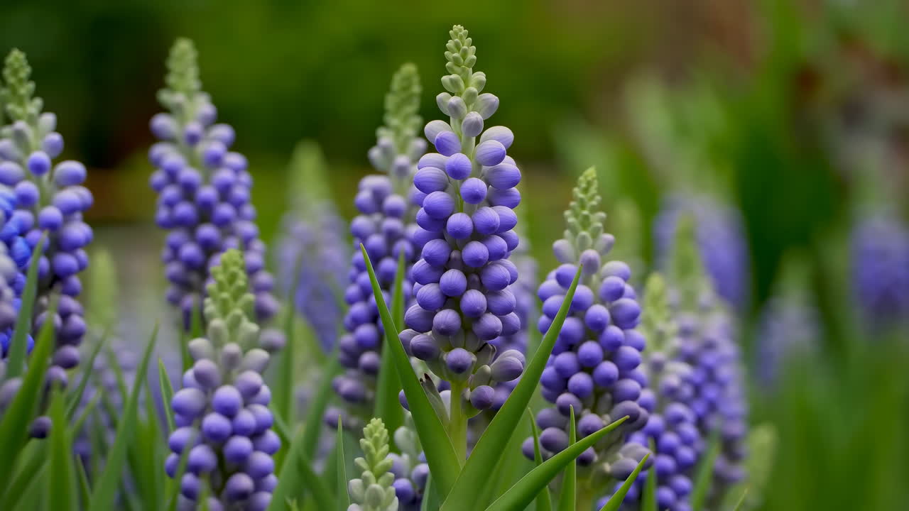 Levende lilla perleblomster som blomstrer i en hage.