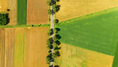 green fields aerial view before harvest at summer