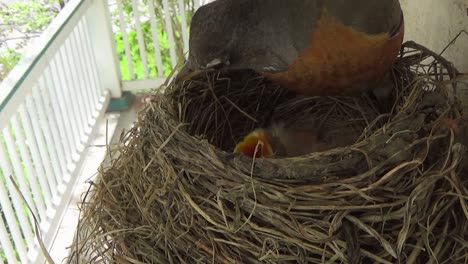 lindo bebé robin pide comida pero mamá está ocupada limpiando su nido