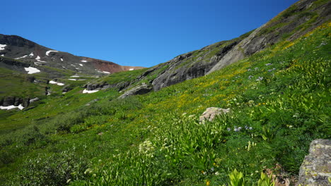 cinematic heavenly paradise ice lake basin trail alpine wilderness columbine purple state wildflowers stunning colorado silverton telluride rocky mountain range snow summer beautiful pan left motion