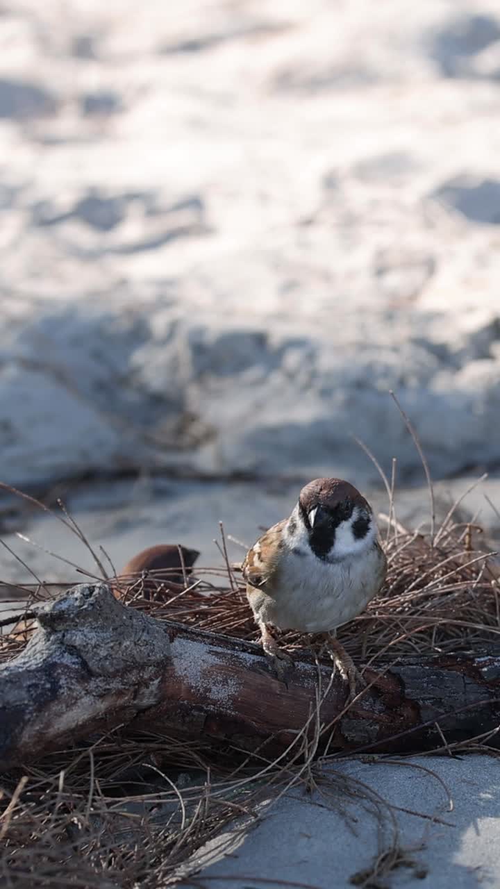 Bird sits calmly in a nest on sand