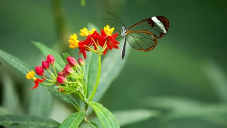 butterfly macro 43