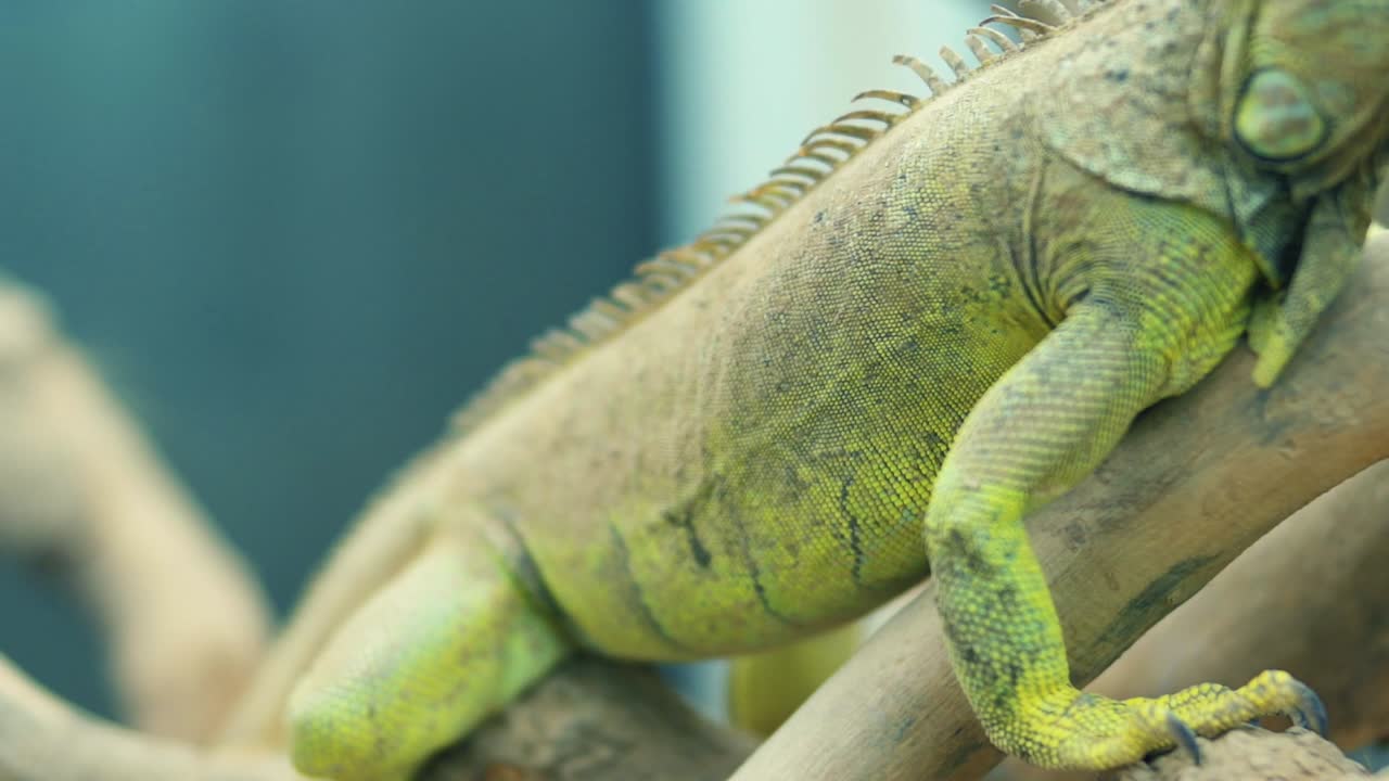 나뭇가지에 서 있는 카멜레온의 슬로우 모션 이미지