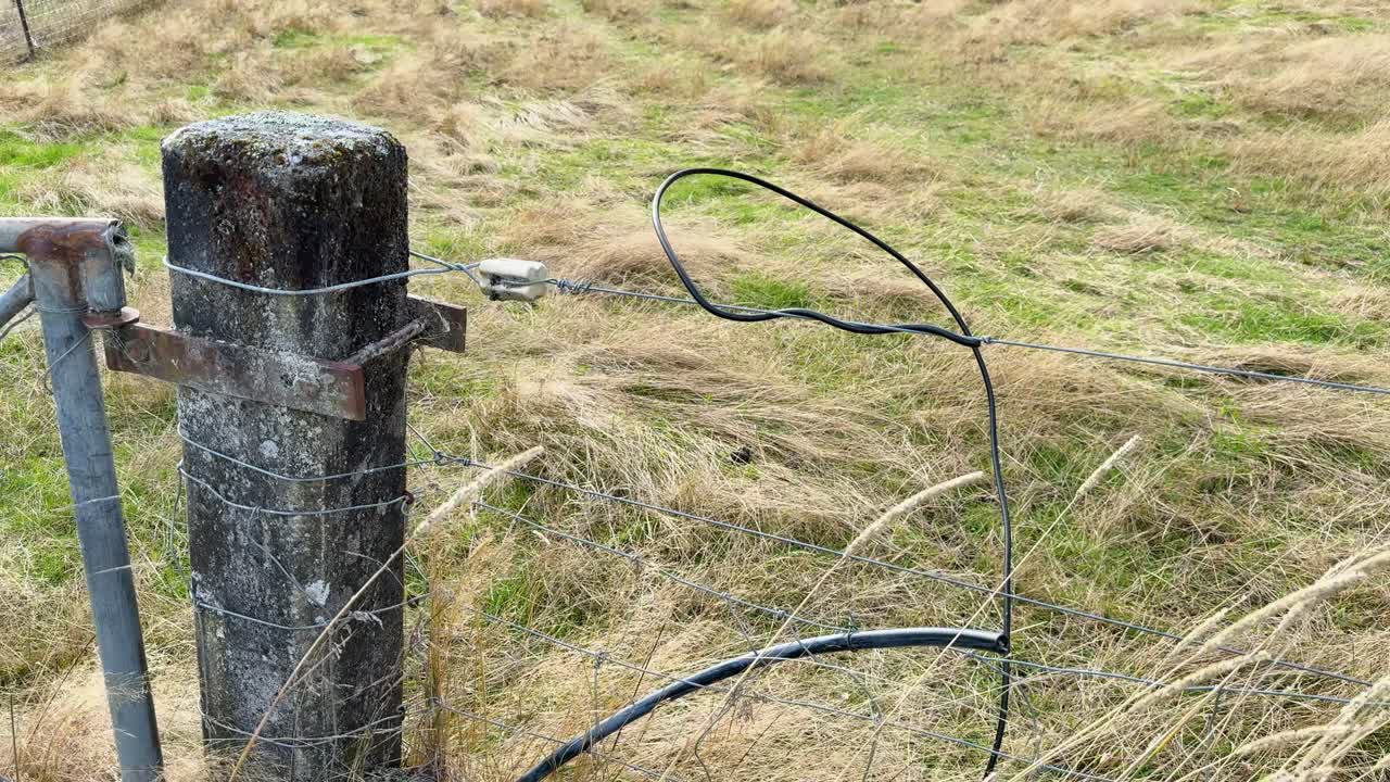 Close-up of wire gate and grass swaying in wind, natural daylight, steady camera, rural landscape
