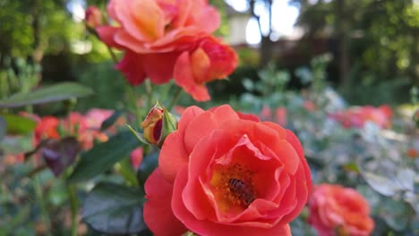 Leuchtend-Rote-Rosen-Blühen-In-Einem-üppigen-Garten-An-Einem-Sonnigen-Tag,-Nahaufnahme