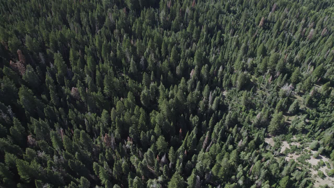 Top Down View Of Dense Coniferous Forest In Wasatch Mountains, American Fork Canyon, Utah, United States - drone shot