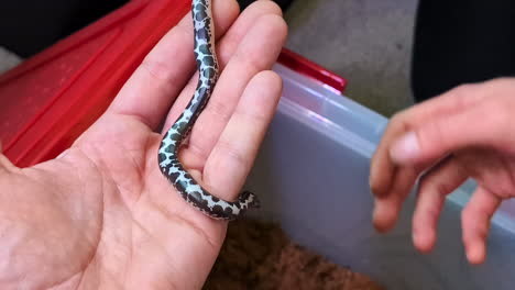 a person's hand holding a beautiful black and white colored egyptian sand boa