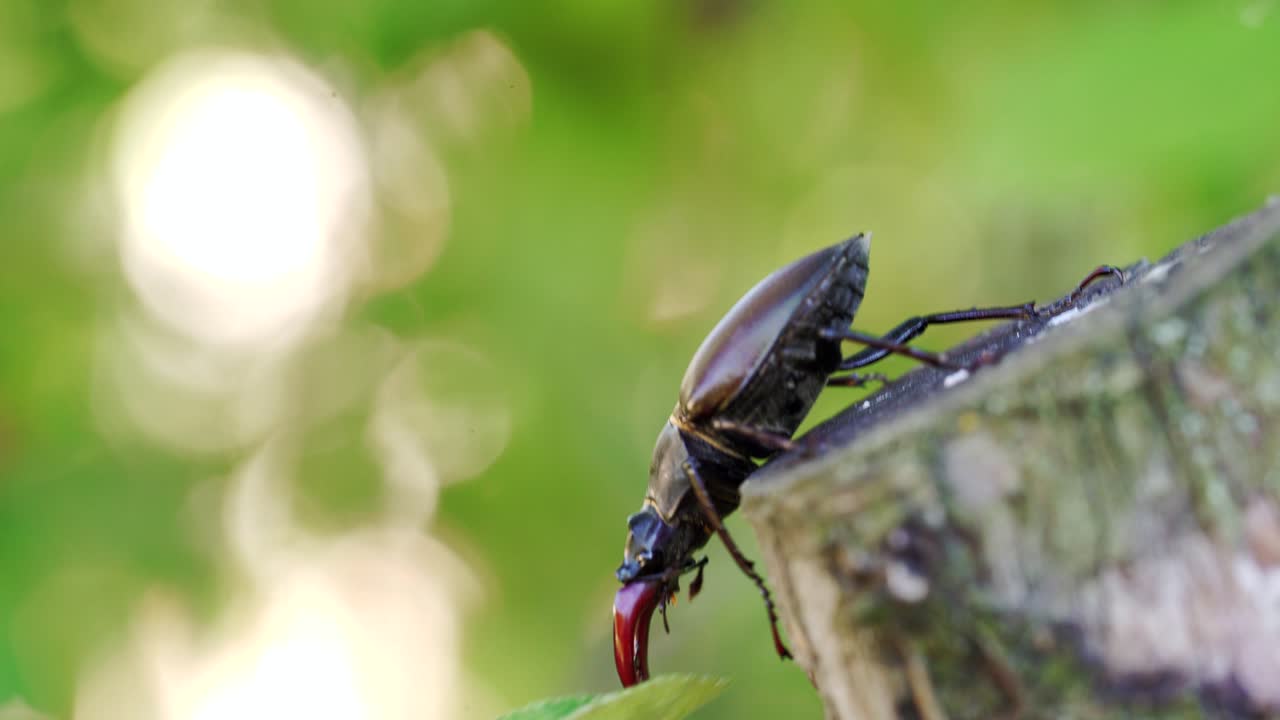 Insect stag beetle on the old tree. Close up. Fighting beetle