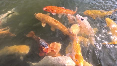 los coloridos peces koi se reúnen y nadan en el agua