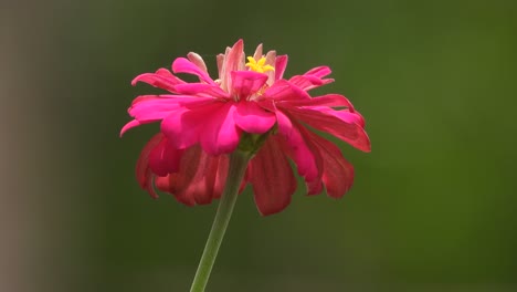 Zinnienblüte---Einzeln---Schön-Schön-