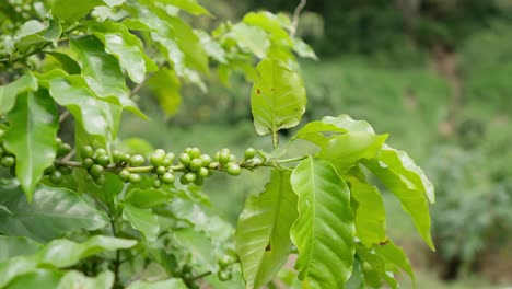 Primer-Plano-De-Granos-De-Café-Verdes-Ondeando-Suavemente-En-El-Viento,-Fondo-Bokeh