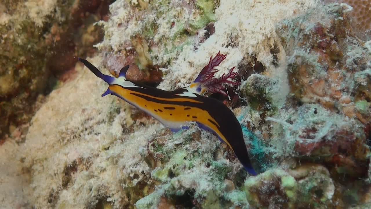 홍해에서 온 도리대 누디란치(doridae nudiranch)