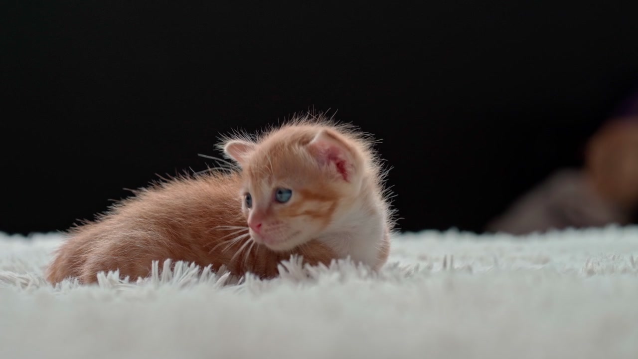 Small Ginger Kitten Resting on a Soft White Blanket