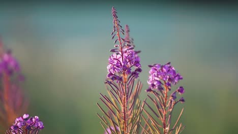 bright-pink flowers of the fireweed