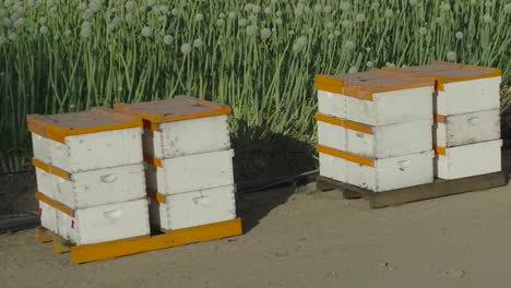 primer plano de colmenas de madera al lado de una vasta granja de cebolla verde en un día soleado