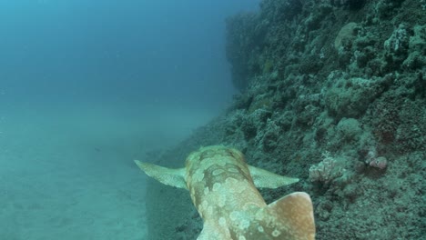 unique view following a shark as it glides next to a coral encrusted sea wall