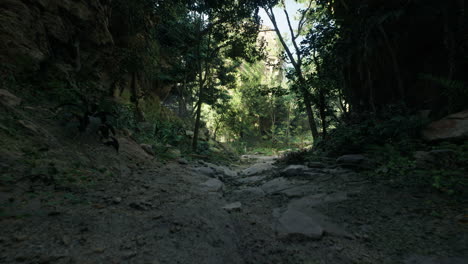 serene dirt road cutting through rocky forest