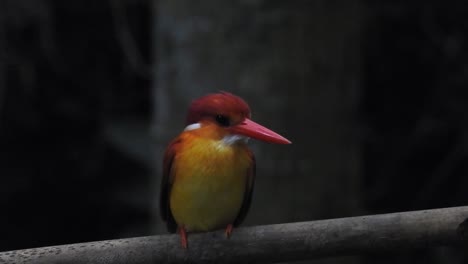 Orientalischer-Zwerg-Eisvogel-Oder-Ceyx-Erithaca-Vogel-Auf-Einem-Ast