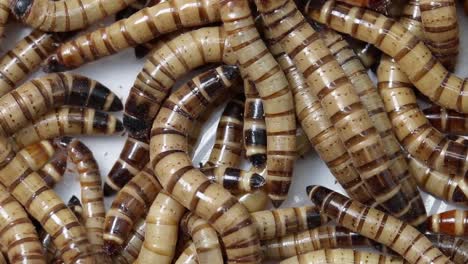 giant mealworms, also known as superworms