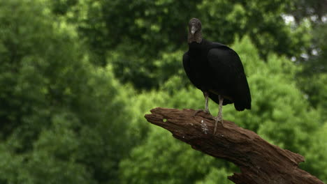 buitre negro posado en tocón de árbol