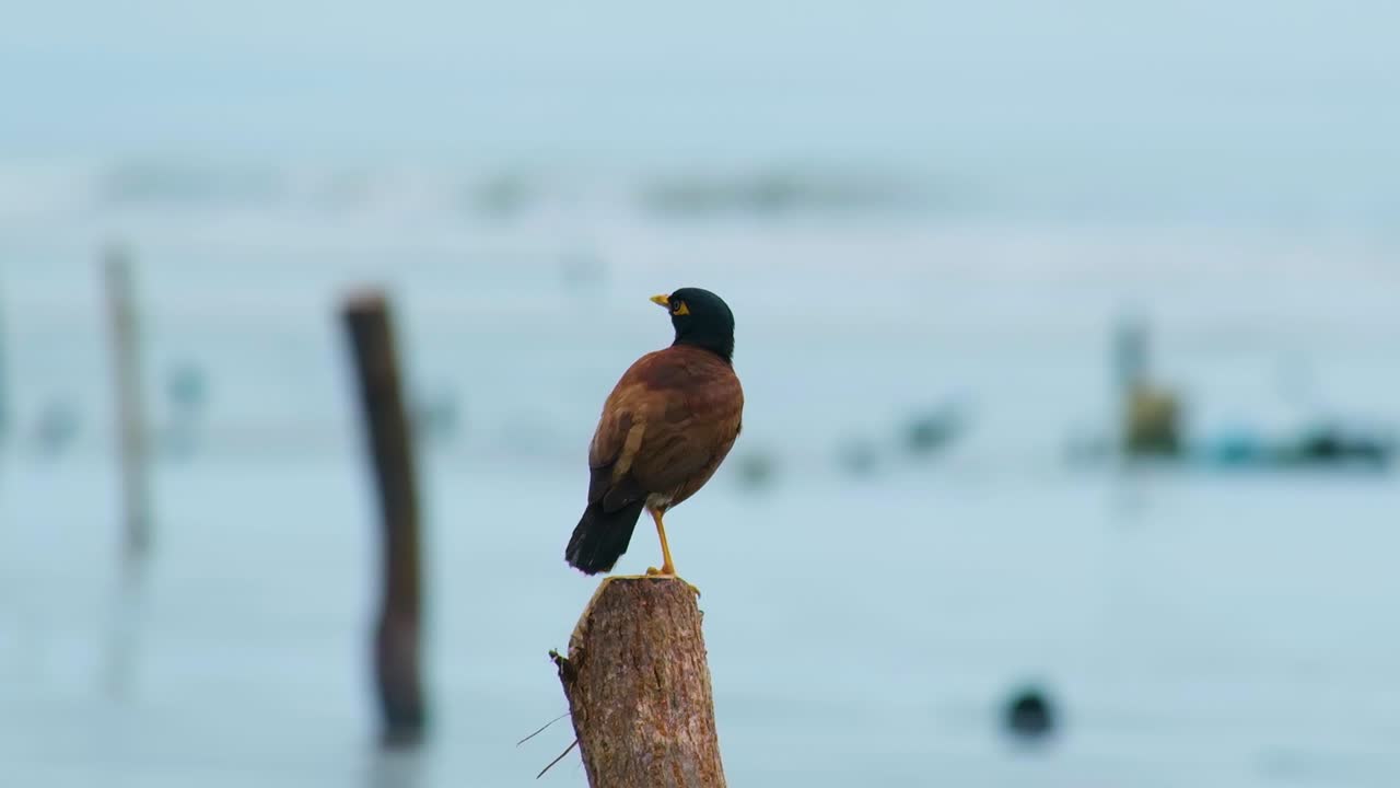 pájaro común myna posado sobre una pila de madera cerca de la playa de kuakata en bangladesh