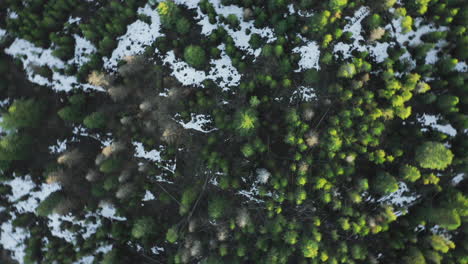 drone aéreo giratorio disparo de pinos en el bosque cubierto de nieve